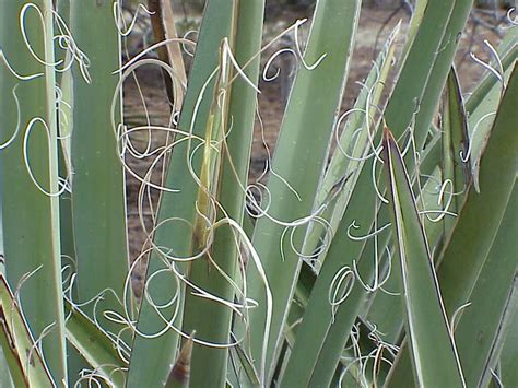 Yucca Fiber: De duurzame krachtpatser voor textile innovatie!